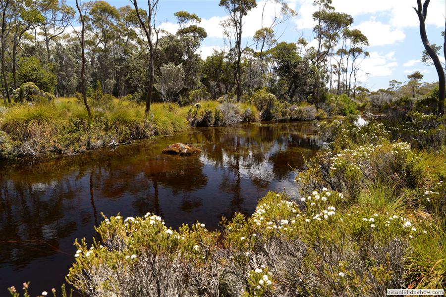 Day 1 Mt Field West Walk - January 2015