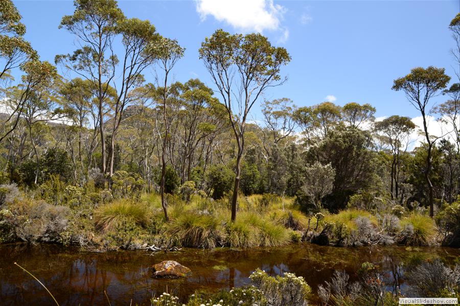 Day 1 Mt Field West Walk - January 2015