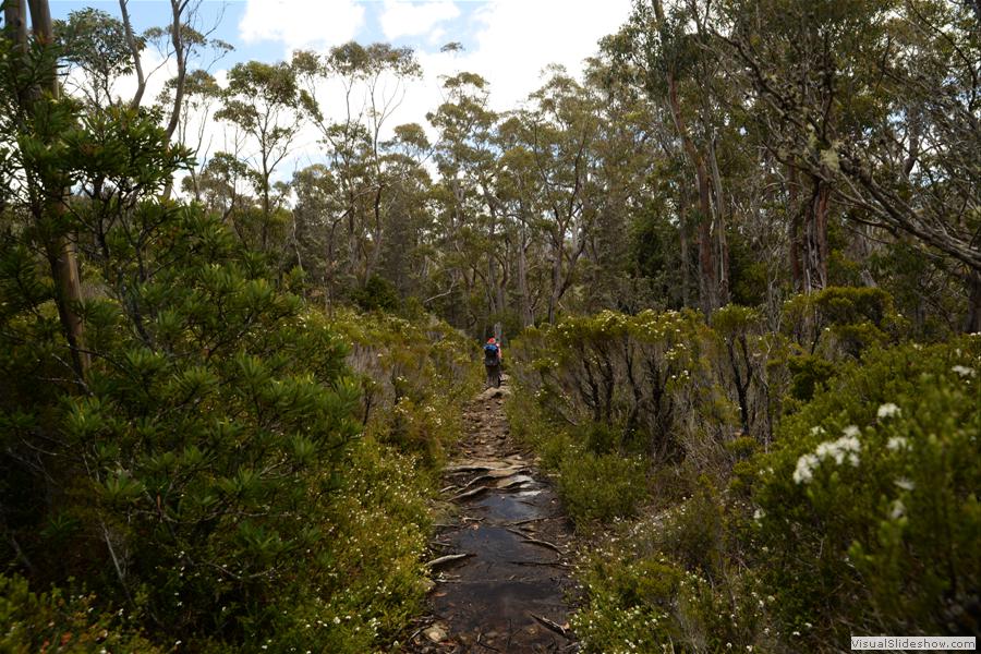 Day 1 Mt Field West Walk - January 2015