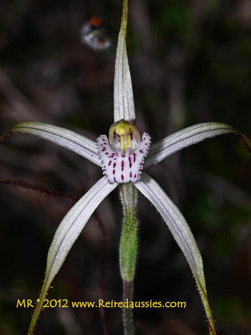 Jonesiopsis meridionalis