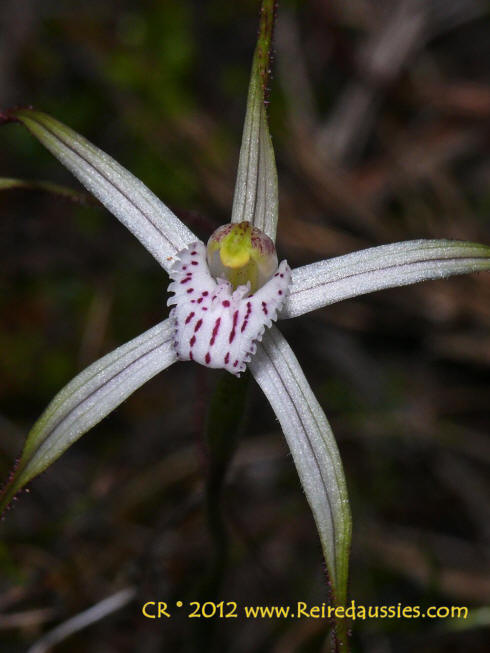 Jonesiopsis meridionalis